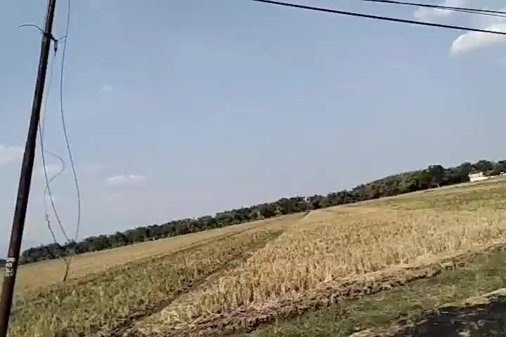 The video shows a view of a rural landscape under a clear sky. In the foreground, there is a dirt path or road and some grassy areas. To the left, a field of dry, harvested crops, possibly wheat or rice, extends into the distance. A line of trees borders the field in the mid-ground. On the right side of the video, a blue and white two-story house is visible, featuring a red-tiled roof and balconies. A white gate with decorative panels is in front of the house. Further to the right, behind the house, a small, simple building with a corrugated metal roof is present. A tree with a sign attached to its trunk stands near this building. A portion of what appears to be a motorcycle is visible in the lower right corner. The camera appears to be moving, possibly from a vehicle, as indicated by the slight shake and panning motion.