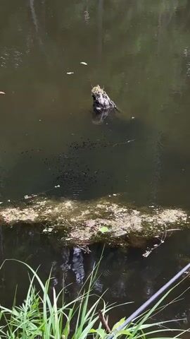 The video shows a pond with a large group of tadpoles swimming in the water. There is a tree stump sticking out of the water in the background and some vegetation along the edge of the pond. The water is dark and murky. The tadpoles are small and black, and they move around in a large cluster.
