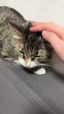 A person is petting a tabby cat. The cat is lying down on what appears to be a gray surface. The person's hand is petting the cat on its head and around its ears. The cat has its eyes closed, seemingly enjoying the attention. The background is a plain, light-colored wall. The scene appears to be indoors.