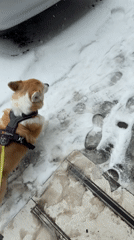 Corgi walked on snowy streets in Krasnoyarsk, Russia