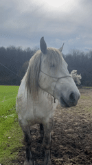 Spring livestock activity documented at Apriltsi, Bulgaria farm
