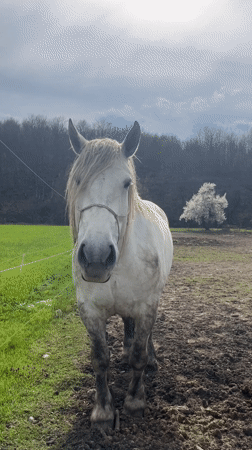 Spring livestock activity documented at Apriltsi, Bulgaria farm