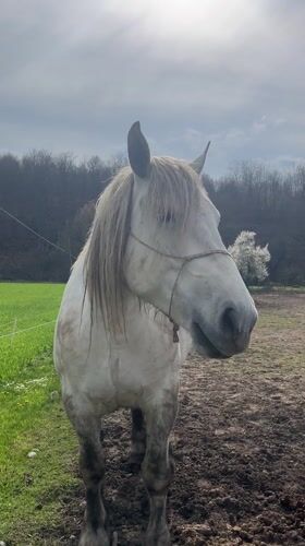 Spring livestock activity documented at Apriltsi, Bulgaria farm