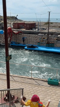 Marine animal show with dolphins, sea lions performed in Sukko