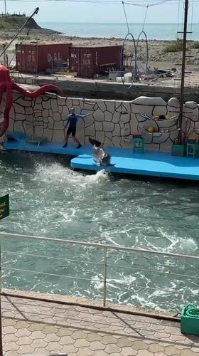 Marine animal show with dolphins, sea lions performed in Sukko