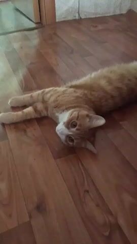 An orange tabby cat is lying stretched out on a wooden floor. The cat is lying on its side, with its front paws extended forward and its hind legs slightly bent. The cat's head is tilted to the side, and its eyes are open and looking at the camera. The floor is made of wood planks with a reddish-brown color. The lighting is dim, with a light source coming from the right side of the frame. The background is blurred, but appears to be a wall with some sort of vertical element, possibly a doorframe.