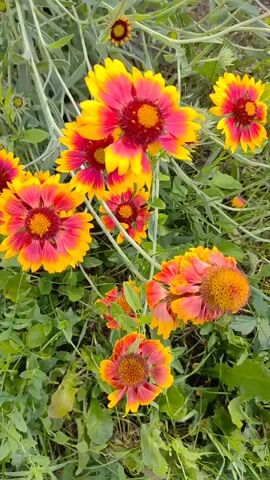 This media file showcases a close-up view of several bright, multi-colored flowers with thin green stems and leaves. The flowers exhibit a radial symmetry, with vibrant yellow outer petals that transition to a deep pink or red towards the center. The centers of the flowers are a darker reddish-brown and appear to be composed of many small, tightly packed florets. The background consists of more green foliage and out-of-focus stems, suggesting a garden or natural outdoor setting. The lighting suggests it is daytime, likely outdoors, with no specific weather conditions indicated. The focus is entirely on the flora, and there are no visible people, text, or discernible activity or event beyond the natural state of blooming flowers. The image is rich in color and detail, highlighting the intricate patterns and textures of the flowers.