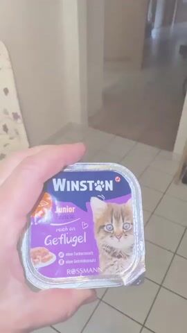 A person's hand holds a small, square, foil-lidded container of "WINSTON Junior Pastete reich an Geflugel" cat food. A black kitten with green eyes approaches the container. The kitten sniffs the cat food. The scene takes place indoors on a tiled floor.