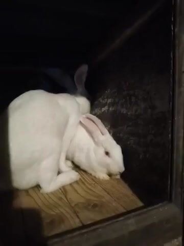 The video shows two white rabbits inside a dark enclosure. The rabbits have pink eyes and long ears. The floor of the enclosure appears to be made of wooden planks. The enclosure has a rough, dark textured wall in the background. One rabbit is positioned behind the other, and both are facing towards the front of the enclosure. The lighting is dim, casting shadows on the scene. The video is short, consisting of a few seconds of continuous footage.