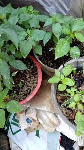 The video shows a close-up, overhead view of several small potted plants. The plants are green with visible water droplets on their leaves. They are in three different containers: one red, one clear plastic, and one gray plastic. The soil in the pots appears dark and moist. The background consists of rough, textured surfaces, possibly fabric or sacks, and some shadows. No people or actions are visible. The lighting is natural and somewhat dim.