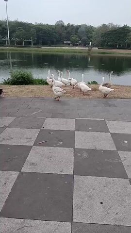 A group of geese stand near the edge of a body of water, with a checkered tiled path in the foreground. Trees and buildings are visible in the background. One goose in the foreground turns its head to the left.