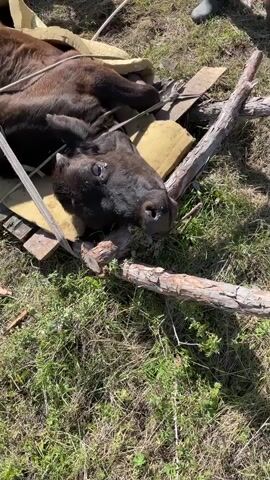 This video shows a large dark brown animal, possibly a moose or a bull, lying on its side in a grassy, outdoor environment. The animal appears to be sedated or injured, as it is being moved using a stretcher made of wood and fabric. Several people are involved in the process, with at least three individuals visible. One person, wearing a dark hat and patterned shirt, is adjusting something near the animal's head. Another person, in a black tracksuit, is holding a rope and gesturing. A third person, partially visible in the background and wearing a white shirt and dark pants, is also holding a rope. The ground is covered with green grass and some scattered branches and wooden planks. The overall scene suggests a rescue or relocation effort for the animal.