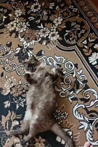 A cat lies on its back on a patterned rug. Its body is mostly obscured by fur, but its legs and tail are visible. The cat's eyes are closed and it appears to be sleeping or resting. The rug has a floral pattern with brown, black, and white colors. There is a metal pole in the background, possibly part of a table or stand.