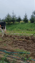 Traditional cow-pulled plowing observed in rural Lithuanian village