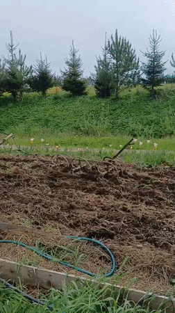 Traditional cow-pulled plowing observed in rural Lithuanian village