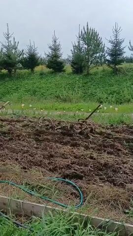 The video depicts a rural setting. A person in an orange shirt and jeans is walking alongside a black and white cow, guiding it through a field that appears to be a garden or cultivated area. The cow is harnessed to an antique farming implement that looks like a cultivator or tilling tool. The person is holding onto a part of the harness or the tool, presumably to direct the cow. The ground is uneven, covered with loose soil, grass, and some straw. In the background, there's a grassy hill with small pine trees. The sky is overcast. After the cow and the person pass, the camera focuses on the tool left in the field. Then, it focuses on the field itself.