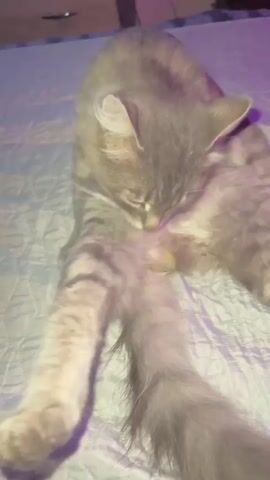 A grey tabby cat is lying on its back on a blue quilted surface, grooming its underside. The cat's front legs are extended, and its hind legs are bent. Its tail is long and fluffy. The background is blurred but appears to be a room with a dark surface and some purple light.