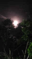Full moon observed through trees in Cabo Frio, Brazil