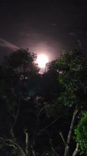 Full moon observed through trees in Cabo Frio, Brazil