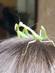Praying mantis explored up close in an Almaty garden