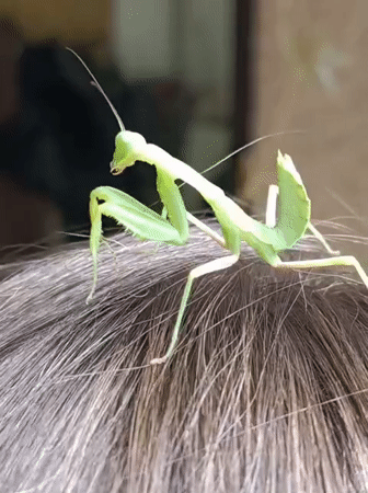 Praying mantis explored up close in an Almaty garden