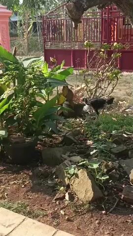 A camera pans from right to left across a garden scene. In the foreground, there is a stone path and reddish-brown soil with scattered rocks and green plants. In the midground, there are several potted plants, including some with large green leaves and a small red flower. A chicken is partially visible in the grass behind the plants. In the background, there is a red metal fence and a building. The lighting suggests it is daytime, with sunlight casting shadows.