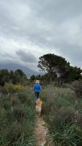 The video begins with a rear view of a person wearing a blue jacket and dark pants, walking along a narrow dirt path. A medium-sized, light brown dog walks just ahead of the person on the path. The surrounding landscape is wild and green, featuring tall grasses, various bushes, and several trees, including a prominent, large pine tree to the right of the path. Distant mountains are visible in the background under an overcast, cloudy sky. As the video continues, the camera pans to the right, revealing a wide expanse of a calm body of water, likely the sea or ocean, extending to the horizon. The foreground in this second shot remains filled with lush green and dry vegetation, with a small, bare-branched tree standing out in the middle right. The sky above the water is also cloudy. The overall scene depicts a walk through a natural, slightly rugged landscape on an overcast day, culminating in a scenic view of the sea.