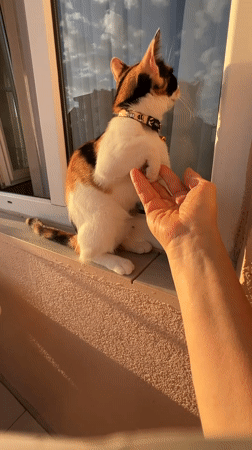 Calico cat on a windowsill at golden hour, Ümraniye