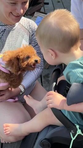 A close-up shot shows a woman holding a small, fluffy brown puppy with a pink harness. The puppy is looking up at a young child, who is sitting in a stroller or carrier. The child is facing the puppy and appears to be looking at it with interest. The woman is smiling. The background is blurred, but appears to be an outdoor setting with wooden planks. The lighting suggests it is daytime.