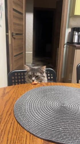 Gray cat watches mealtime setup in Irpin home
