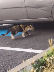 Calico cat spotted walking near parked car in Karnobat