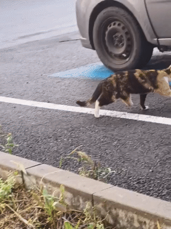 Calico cat spotted walking near parked car in Karnobat