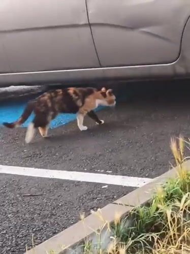 Calico cat spotted walking near parked car in Karnobat