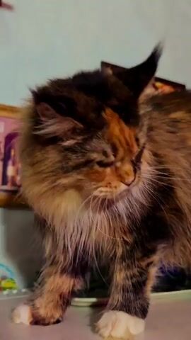 The video shows a close-up of a long-haired cat with a tortoiseshell and brown coat. The cat has large, tufted ears and a fluffy mane. Its eyes are mostly closed, and its head is tilted down. The cat appears to be standing on a surface, possibly a table or shelf, as indicated by the blurred background that includes what looks like a framed picture and some objects. The lighting is warm, and the focus is on the cat's fur and face. The camera angles shift slightly, providing different views of the cat.