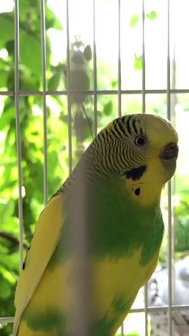 A budgie is visible in a cage. The budgie is yellow and green with black markings on its head. It is looking to the right of the frame. The cage bars are visible, and behind the cage, there are green leaves and bright light.