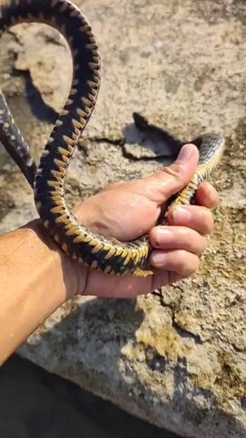 A person's hand is holding a snake. The snake is dark brown with yellow markings along its body. The snake is coiled around the person's fingers. The background is a rocky surface.
