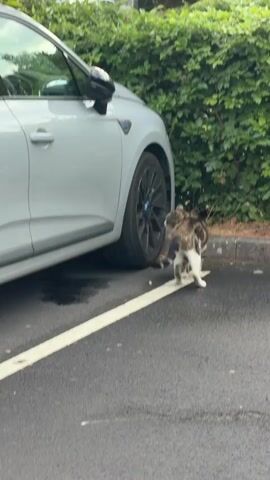 A tabby cat walks past a car parked next to a hedge.