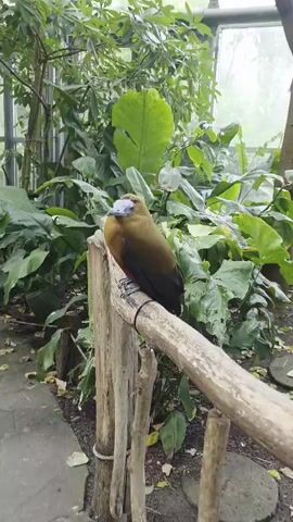 A medium shot shows a bird perched on a thick, horizontal wooden branch that is supported by two vertical wooden posts. The bird is facing the camera and is a mix of brown and black with a light blue beak. It is in a greenhouse with lush green foliage filling the background. The floor appears to be dirt or mulch.