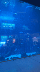 Mall aquarium with fish and rays observed in Dubai
