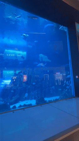 Mall aquarium with fish and rays observed in Dubai