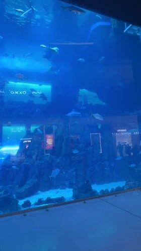 Mall aquarium with fish and rays observed in Dubai