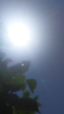 The video captures a close-up view of green leaves and branches against a bright blue sky with a glaring sun. The camera is positioned low, looking upwards. The foliage is partially obscuring the sun, creating lens flares and overexposure in parts of the frame. The leaves appear to be moving slightly, suggesting a gentle breeze. The background is a clear, cloudless blue sky. The footage is slightly shaky, indicating it was likely filmed handheld. The focus is soft, giving the scene a slightly blurred, impressionistic quality.