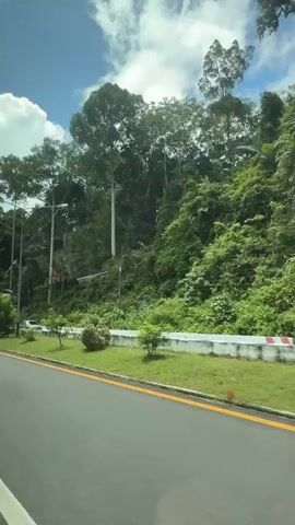 The video shows a roadside view of lush green trees and vegetation on a sunny day. The camera is moving, likely from inside a vehicle, capturing the scenery as it passes by. A road with yellow markings is visible in the foreground, and a white barrier separates the road from the greenery. Tall trees with dense foliage dominate the landscape, interspersed with smaller bushes and plants. The sky is blue with scattered white clouds, suggesting fair weather. There are also a few utility poles visible along the roadside. A yellow directional sign is briefly seen. The overall impression is one of natural beauty and a journey through a verdant environment.