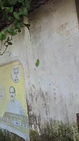 A green leaf falls from the top left of the frame, drifting downwards. A weathered wall with peeling paint occupies the right side of the frame, with a tattered poster featuring a man's portrait and the Bharatiya Janata Party symbol on the left. Green foliage hangs from the top edge of the wall. The video is short, capturing only the leaf's descent.