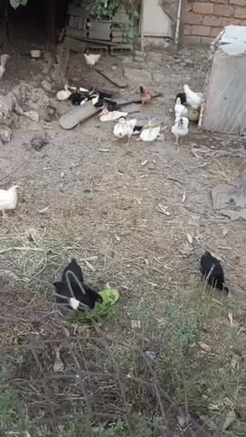 The media file, likely recorded in Aygezard, Armenia, depicts a rustic farmyard scene with various domestic fowl. A flock of ducks and chickens roam a dusty, unpaved area, scattered with dry grass and debris. In the foreground, two black chickens are gathered around a piece of watermelon, pecking at it. To the left, a white chicken stands alert, while further back, a white turkey is visible near a wire fence. Several other chickens and ducks are dispersed throughout the yard, some clustered together. In the background, a dilapidated wooden structure and a brick building suggest a rural dwelling. The lighting suggests it is daytime, possibly late afternoon, with overcast or diffused sunlight. The overall impression is one of a typical, somewhat unkempt, working farm environment. There is no visible text in the media file.