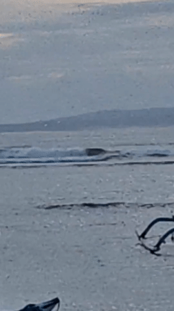 Community beach cleanup documented in Denpasar at dusk