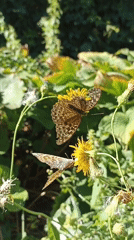 Bees and butterflies move through a summer garden in Mochische