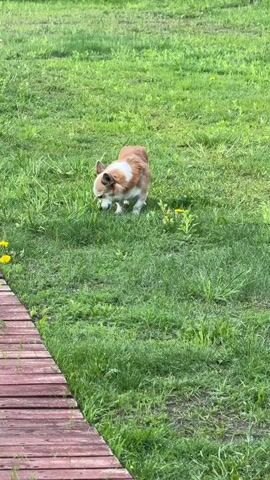 The video shows a corgi dog standing on a green grassy lawn. To the left of the dog is a portion of a red wooden deck. The lawn has dandelions scattered throughout. The dog is brown and white and is sniffing the grass. A green wooden fence is in the background.