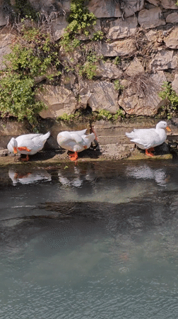 Three white ducks spotted along stone canal in Finike, Turkey