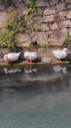 Three white ducks spotted along stone canal in Finike, Turkey